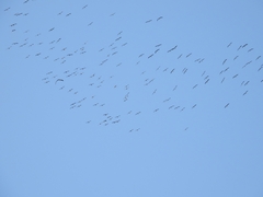 Threskiornis spinicollis