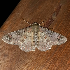 Iridopsis chalcea