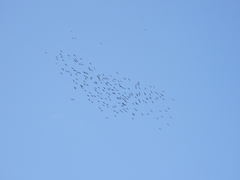 Threskiornis spinicollis