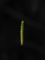 Haritalodes derogata
