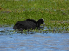 Fulica atra australis