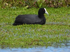 Fulica atra australis