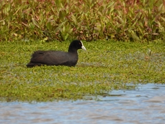 Fulica atra australis