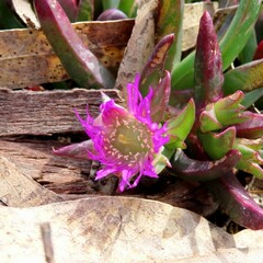 Carpobrotus rossii