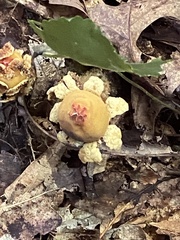 Calostoma lutescens