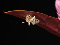 Parapoynx diminutalis