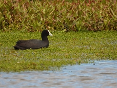 Fulica atra australis