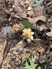 Calostoma lutescens