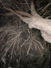 Cupressus macrocarpa