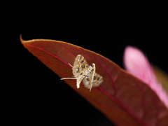 Parapoynx diminutalis