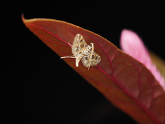 Parapoynx diminutalis