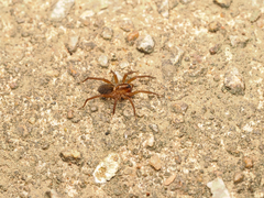 Trochosa