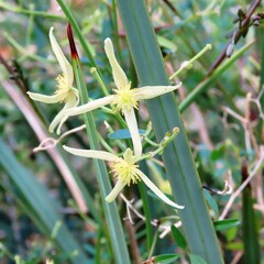 Clematis microphylla