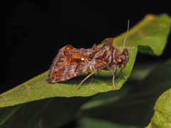 Plusiopalpa adrasta