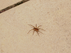 Trochosa