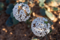 Abronia elliptica
