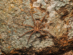 Heteropoda amphora