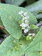 Fallopia cilinodis