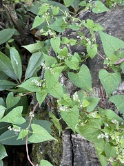 Fallopia cilinodis