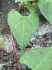 Fallopia cilinodis