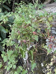 Fallopia cilinodis
