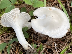 Hygrophorus eburneus