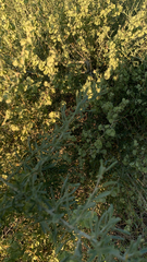 Atriplex canescens