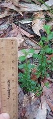 Xanthosia tridentata