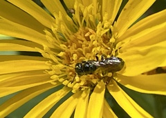 Ceratina