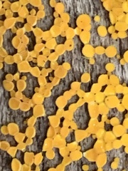 Dacrymyces capitatus