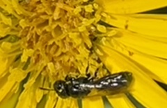 Ceratina
