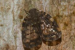 Nogodinidae