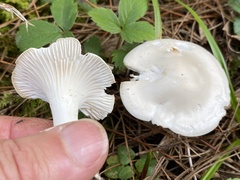 Hygrophorus eburneus