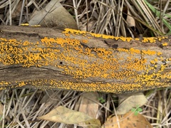 Dacrymyces capitatus