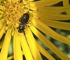 Ceratina