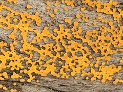 Dacrymyces capitatus