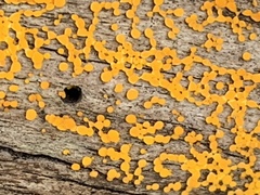 Dacrymyces capitatus