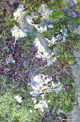 Trichoderma citrinum