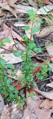 Xanthosia tridentata