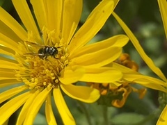 Ceratina