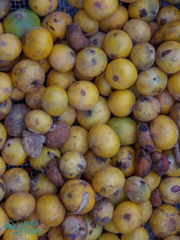 Plinia edulis
