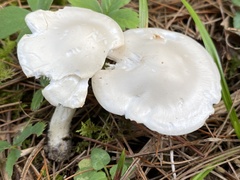 Hygrophorus eburneus