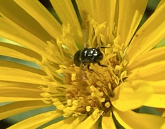 Ceratina
