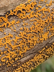 Dacrymyces capitatus
