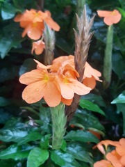 Crossandra infundibuliformis