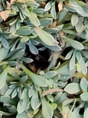 Petrophytum caespitosum