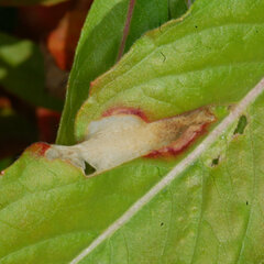 Aristotelia isopelta