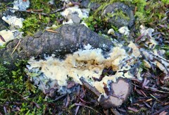 Trichoderma citrinum