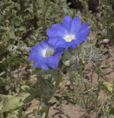 Nolana elegans