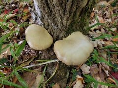 Pleurotus populinus